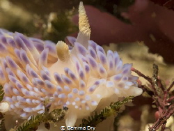 Flaming Glory - Gasflame Nudibranch - Walker Bay Hermanus by Gemma Dry 